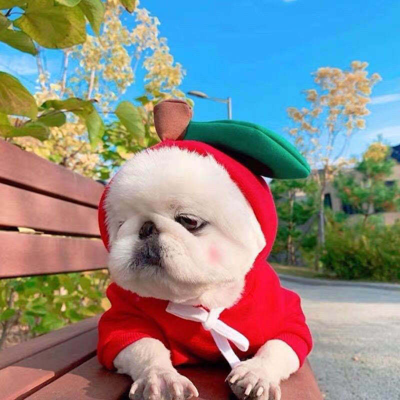 Cute Fruit Dog Hoodie – Warm Fleece Winter Coat for Small Dogs - Elorapets Elorapets 1 Style / XS j4e0kn-zs 0 Cute Fruit Dog Hoodie – Warm Fleece Winter Coat for Small Dogs