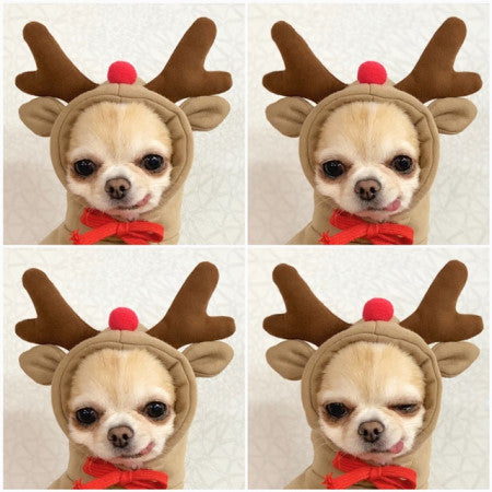 Cute Fruit Dog Hoodie – Warm Fleece Winter Coat for Small Dogs - Elorapets Elorapets 6 Style / XS j4e0kn-zs 0 Cute Fruit Dog Hoodie – Warm Fleece Winter Coat for Small Dogs