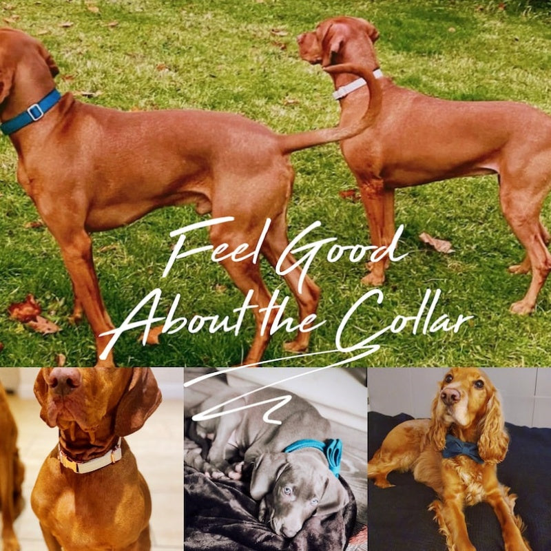Multiple Colour Velvet Personalise Dog Collar Leash Set With Bow - Elorapets Elorapets Brown / XS j4e0kn-zs 0 Multiple Colour Velvet Personalise Dog Collar Leash Set With Bow